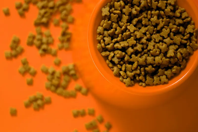 Premium cat food kibble in bowl