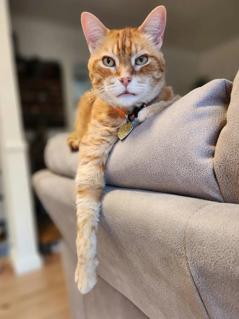 A healthy cat at home