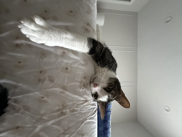 Miyagi sprawled across the bed
