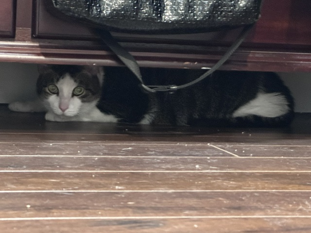 Miyagi hiding under our dresser, scared